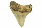 Fossil Megalodon Tooth - North Carolina #298855-1